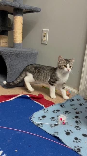 PA - Kovu, Adoptable, Young Male Domestic Short Hair.
