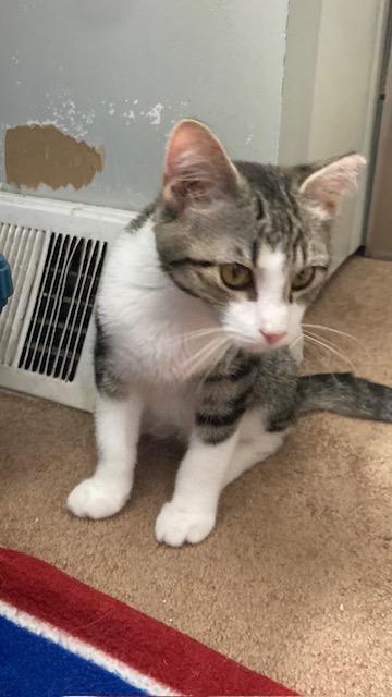 Enlarge PA - Kovu, a Adoptable Domestic Short Hair in Norristown, PA image 3/5
