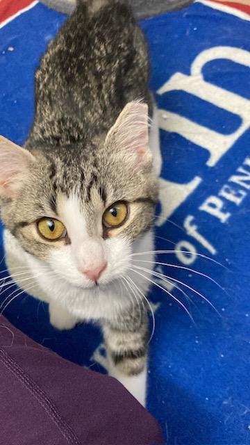 Enlarge PA - Kovu, a Adoptable Domestic Short Hair in Norristown, PA image 2/5