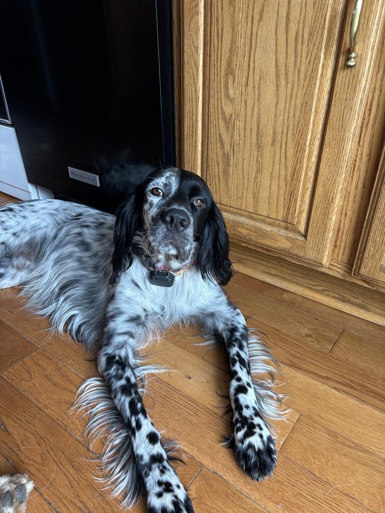 Enlarge Available for Adoption - Troy (IL, USA), a Adoptable English Setter in Chelsea, MI image 1/6