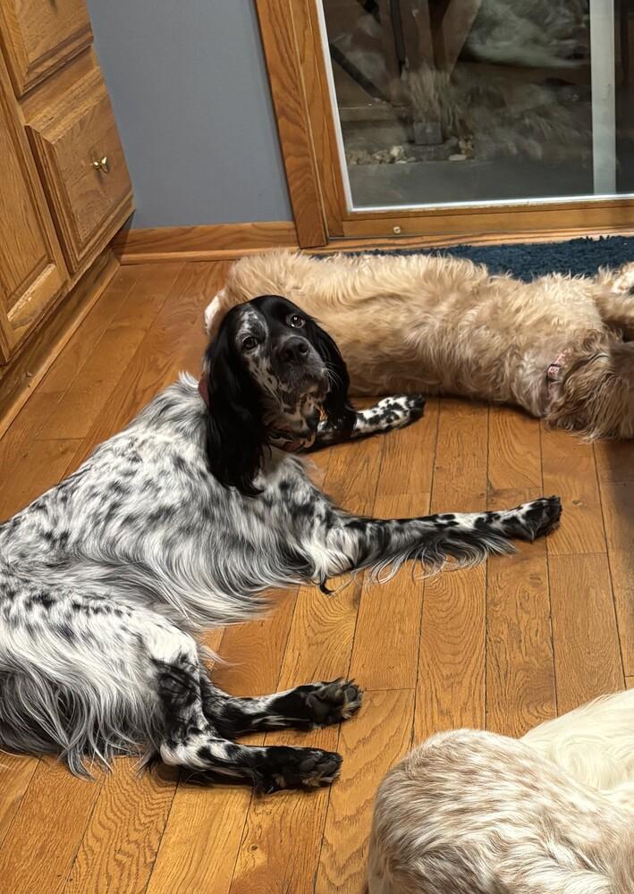 Enlarge Available for Adoption - Troy (IL, USA), a Adoptable English Setter in Chelsea, MI image 2/6