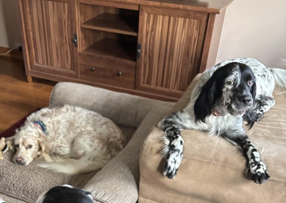 Enlarge Available for Adoption - Troy (IL, USA), a Adoptable English Setter in Chelsea, MI image 3/6