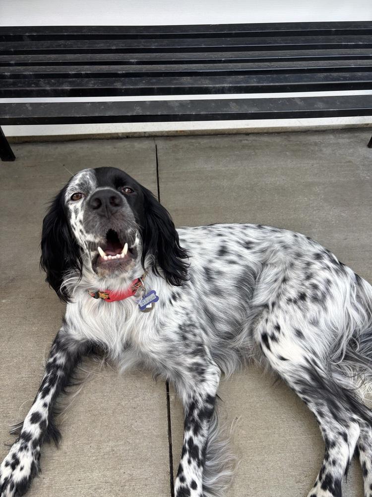 Enlarge Available for Adoption - Troy (IL, USA), a Adoptable English Setter in Chelsea, MI image 4/6