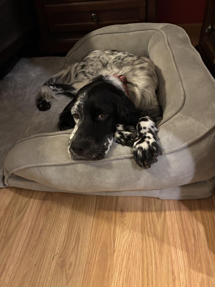 Enlarge Available for Adoption - Troy (IL, USA), a Adoptable English Setter in Chelsea, MI image 5/6