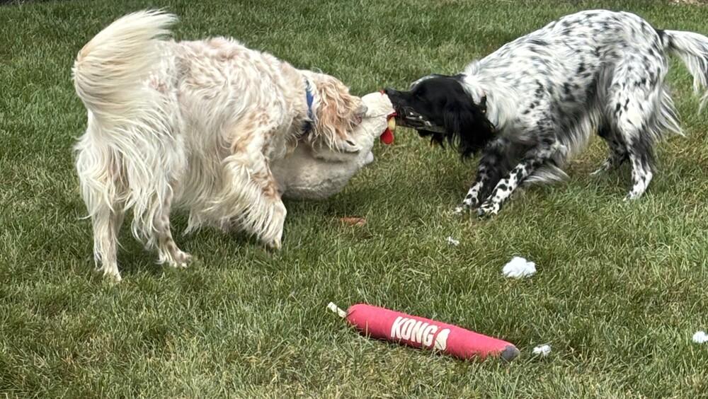 Enlarge Available for Adoption - Troy (IL, USA), a Adoptable English Setter in Chelsea, MI image 6/6