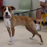 Enlarge Cali, a ADOPTABLE mixed breed in Goshen, KY image 1/5