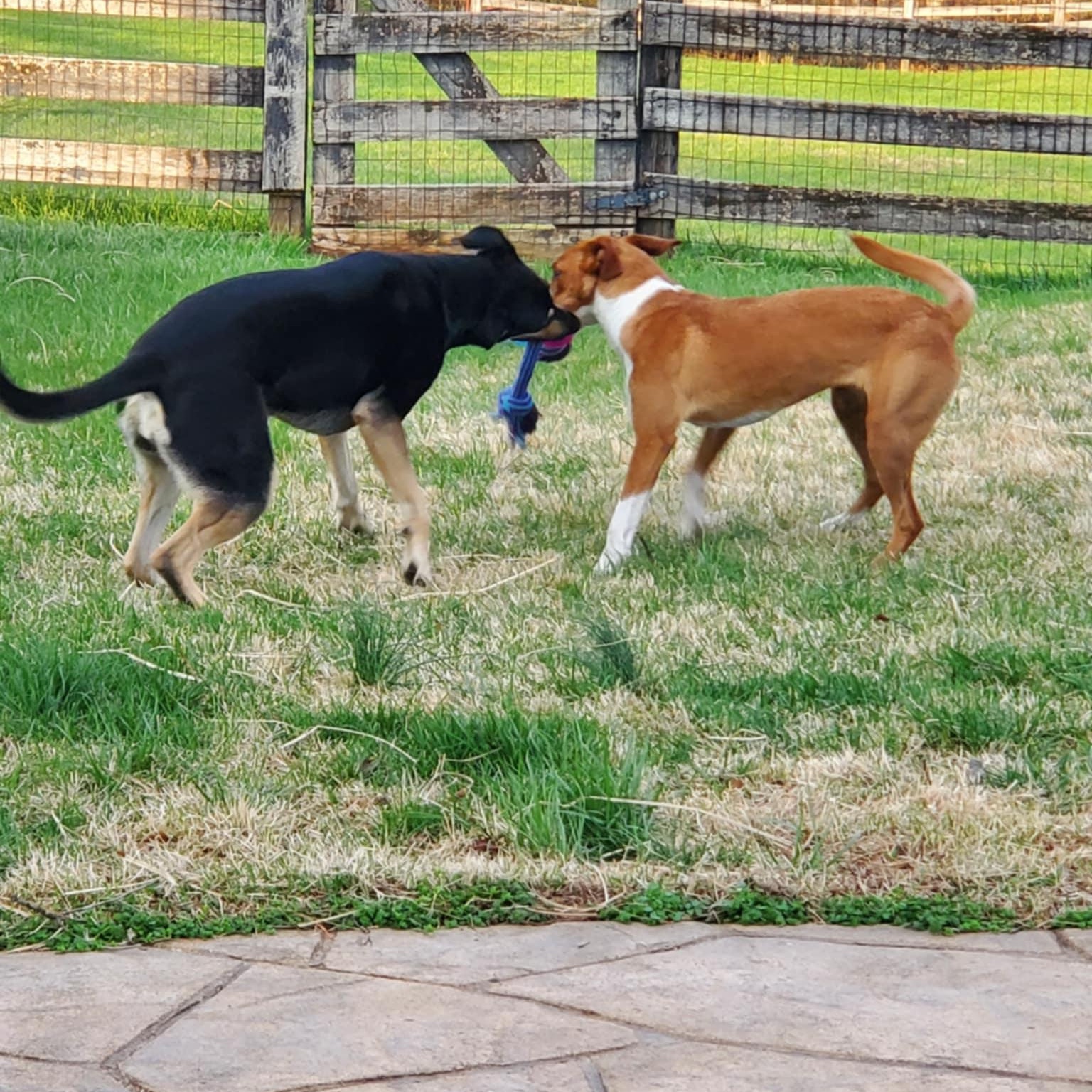 Enlarge Cali, a ADOPTABLE mixed breed in Goshen, KY image 2/5