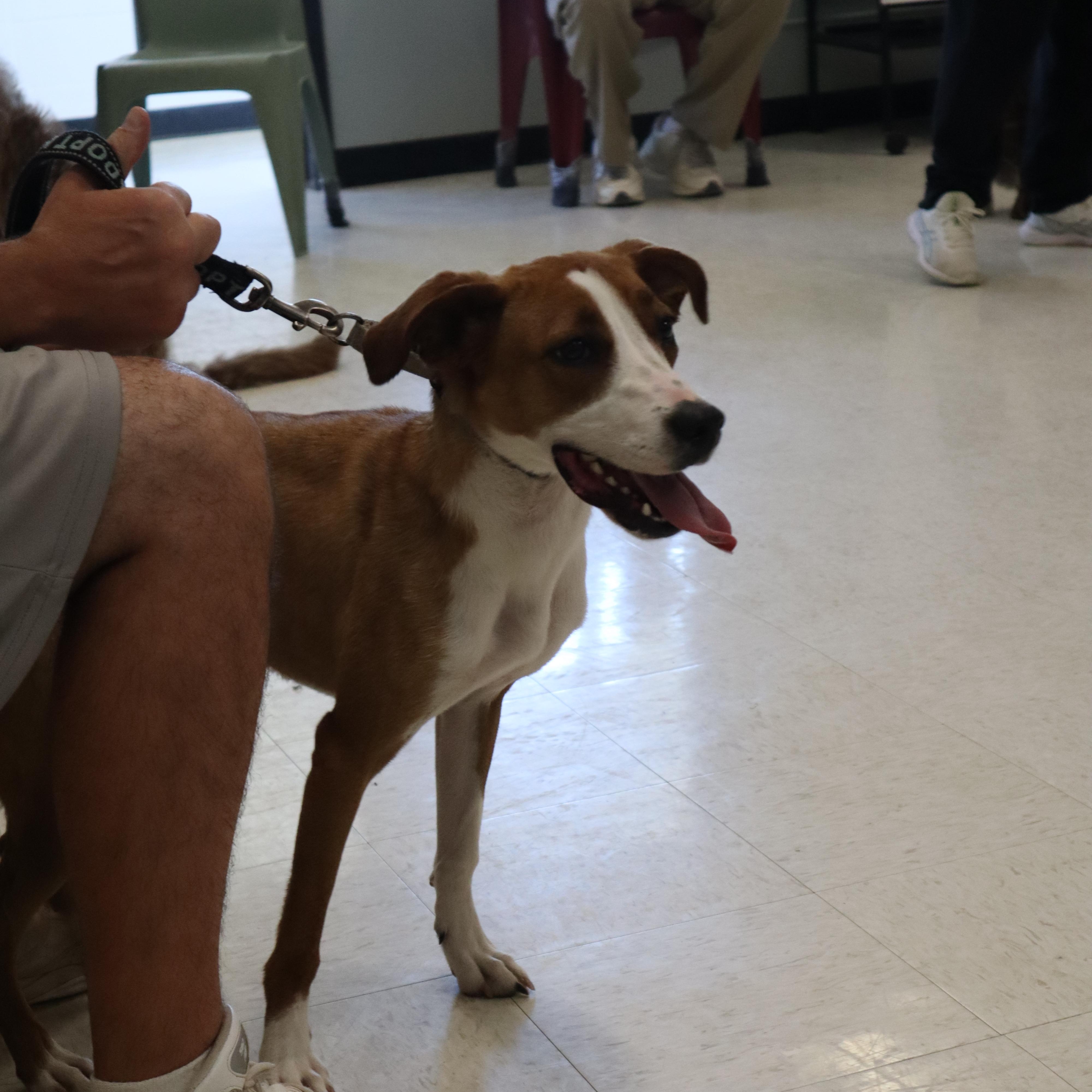 Enlarge Cali, a ADOPTABLE mixed breed in Goshen, KY image 3/5