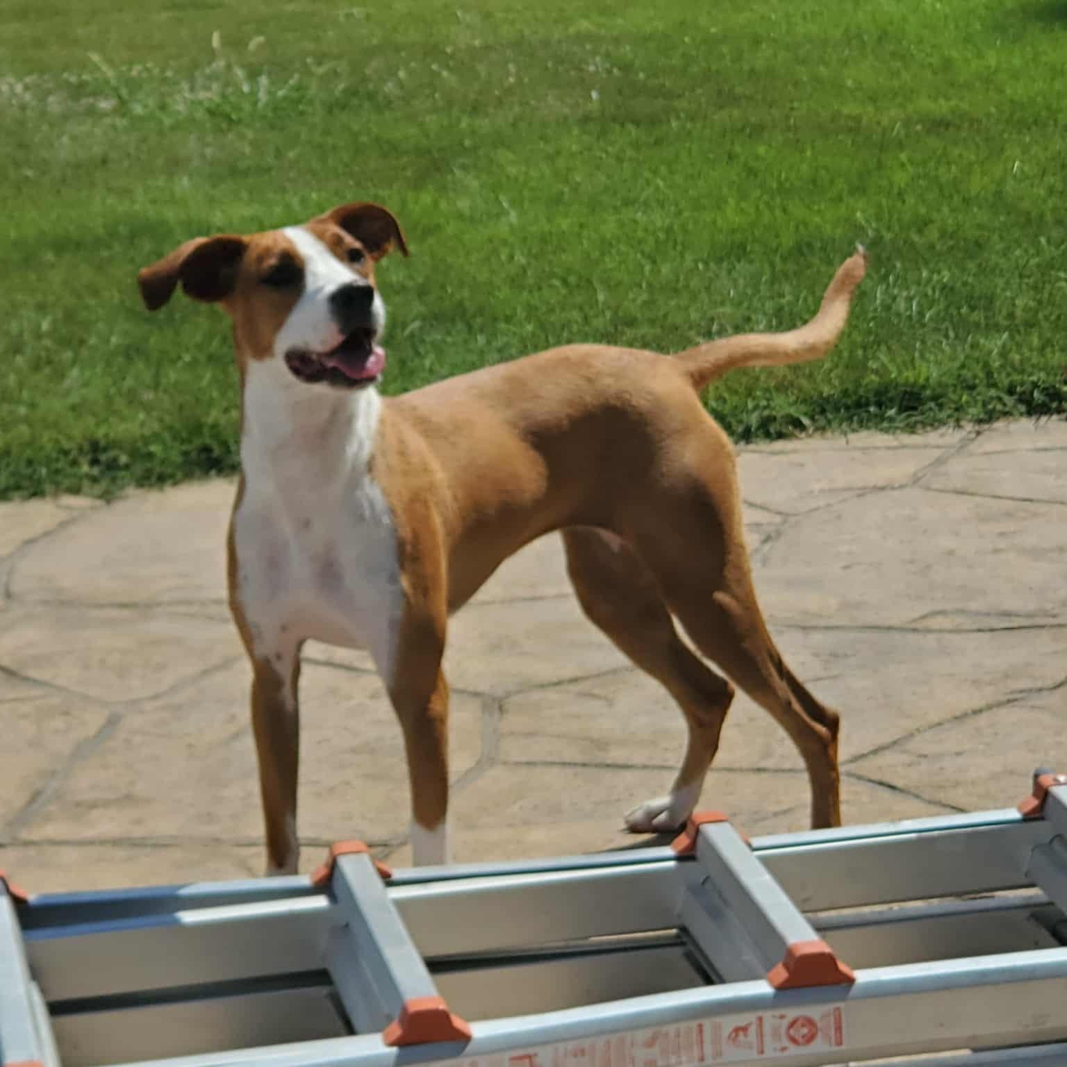 Enlarge Cali, a ADOPTABLE mixed breed in Goshen, KY image 5/5