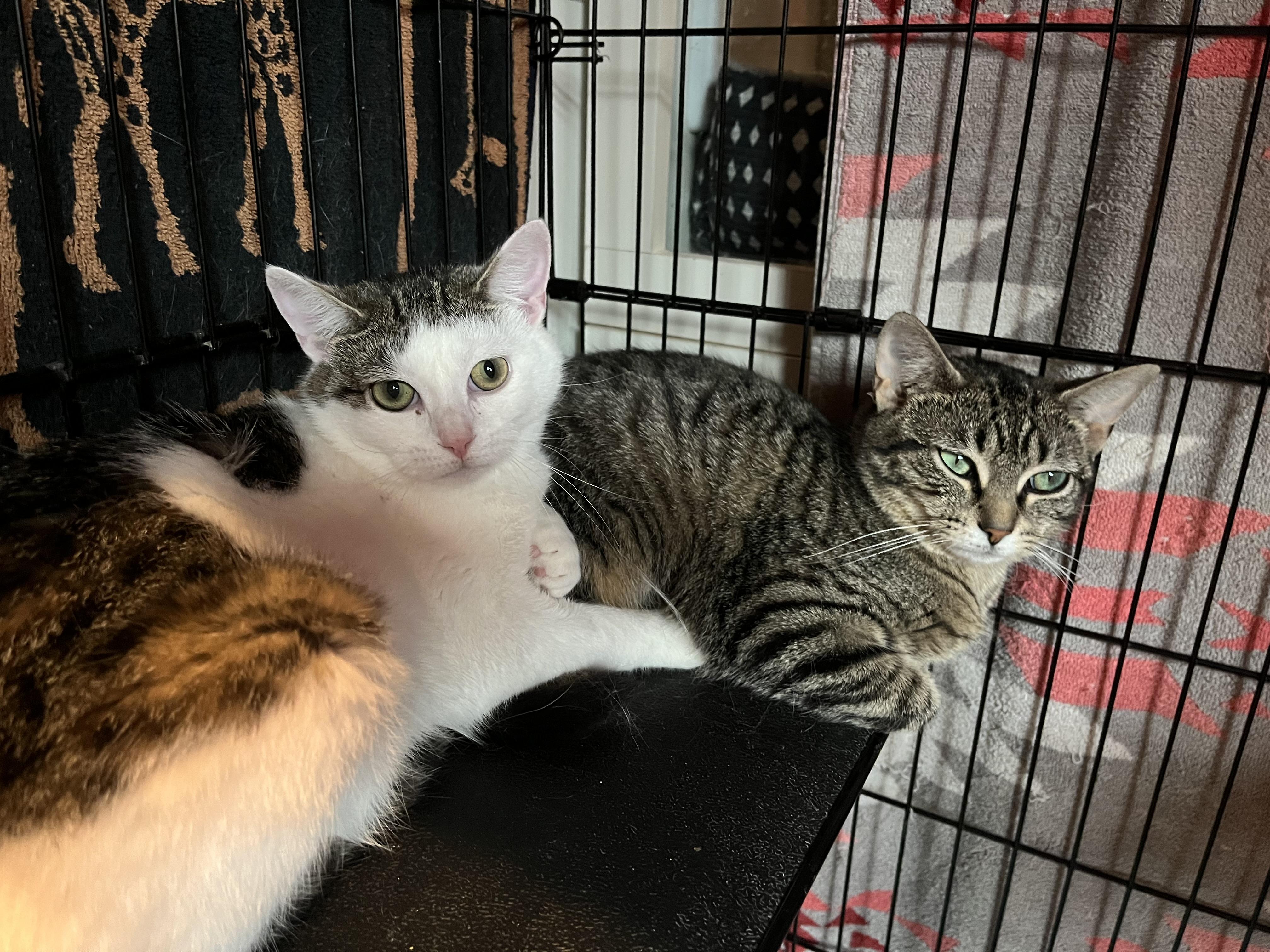 Phoebe and Roxxi, a Adoptable Domestic Short Hair in Salisbury, MA image 2/5
