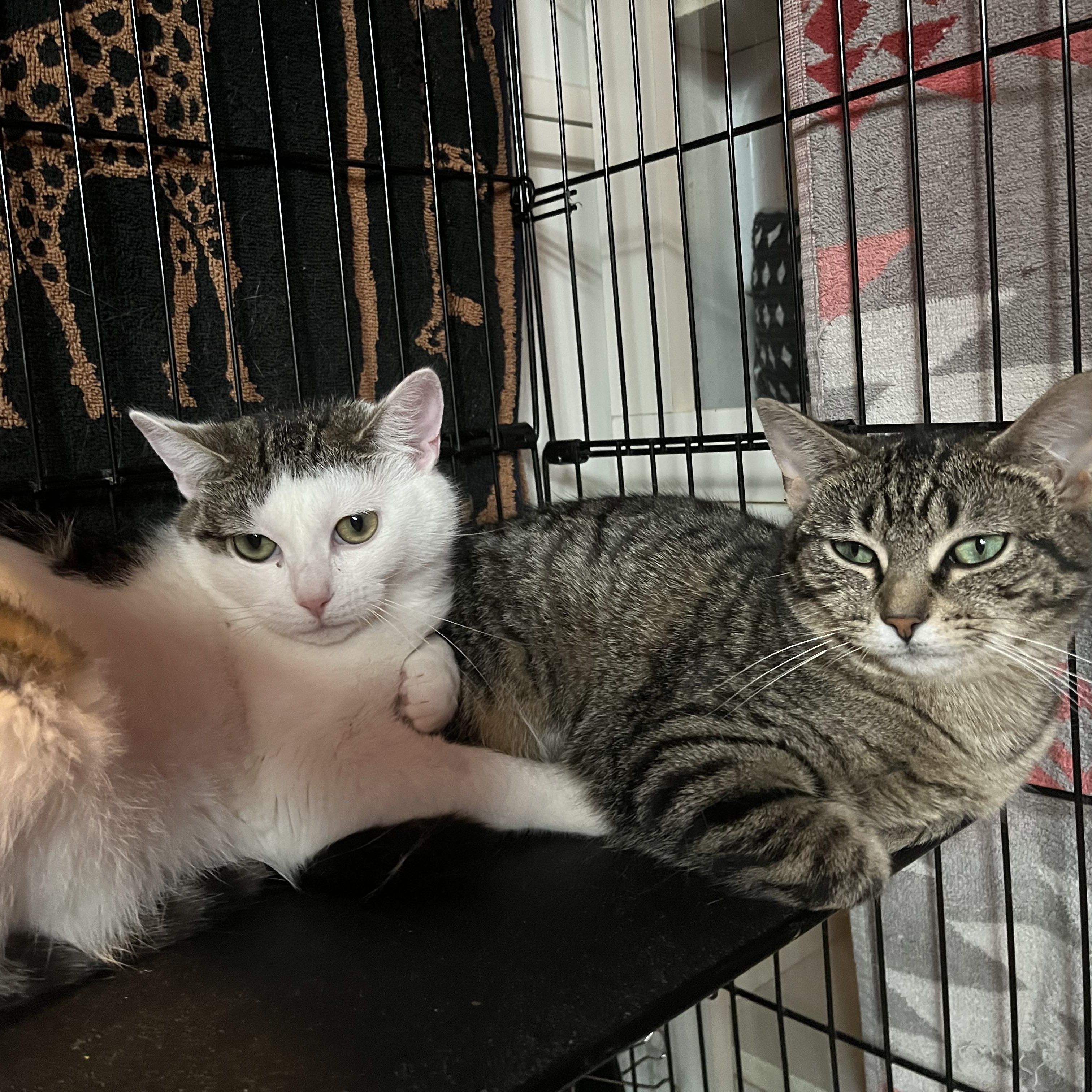 Phoebe and Roxxi, a Adoptable Domestic Short Hair in Salisbury, MA image 5/5