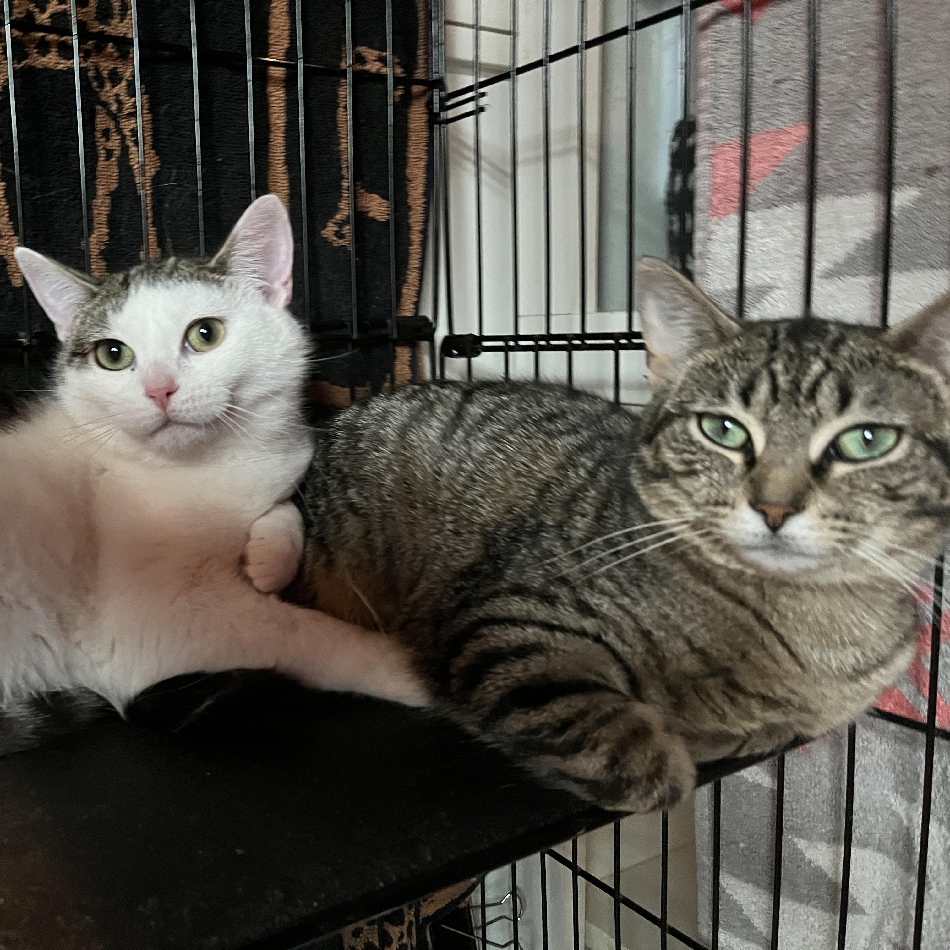 Phoebe and Roxxi, a Adoptable Domestic Short Hair in Salisbury, MA image 3/5