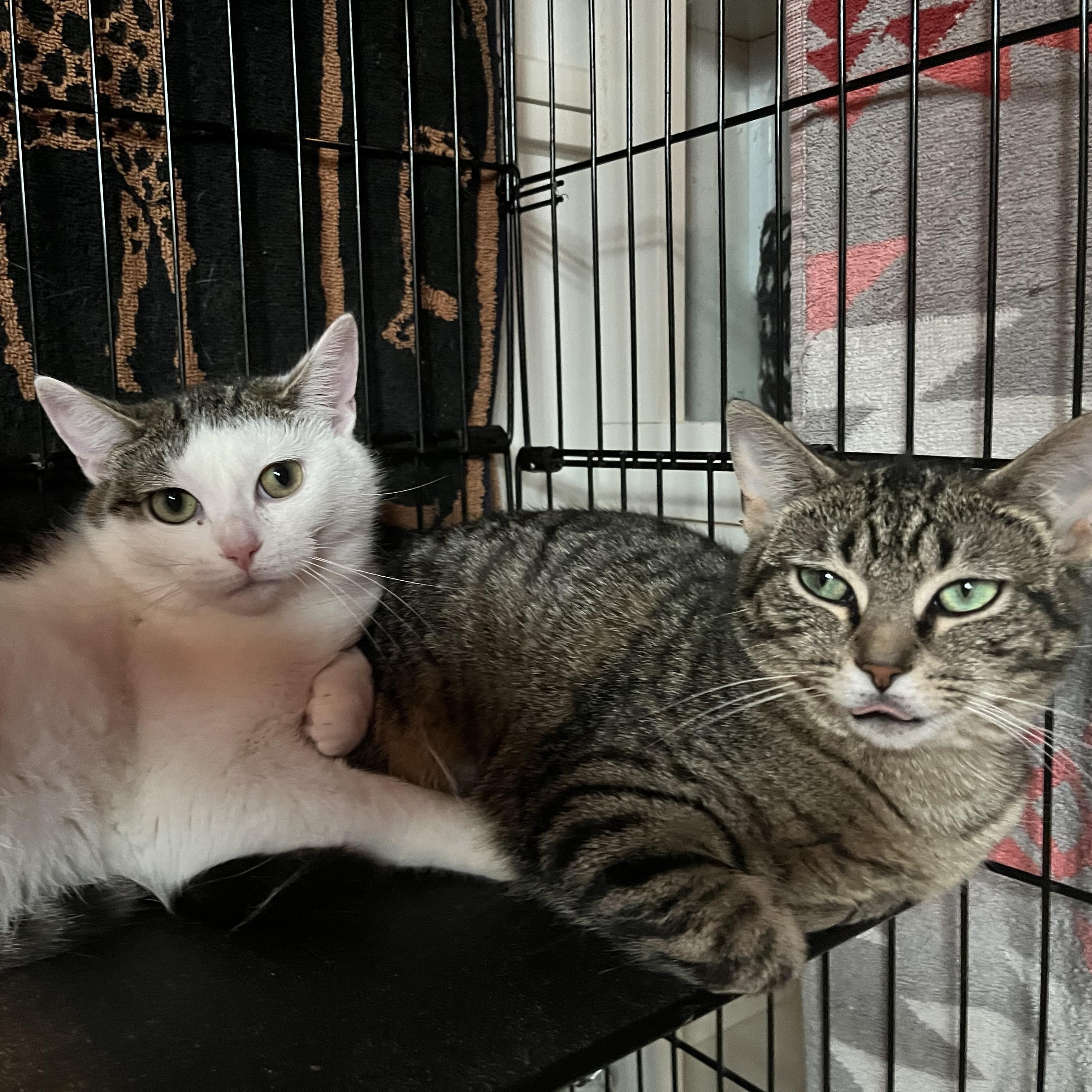 Phoebe and Roxxi, a Adoptable Domestic Short Hair in Salisbury, MA image 4/5