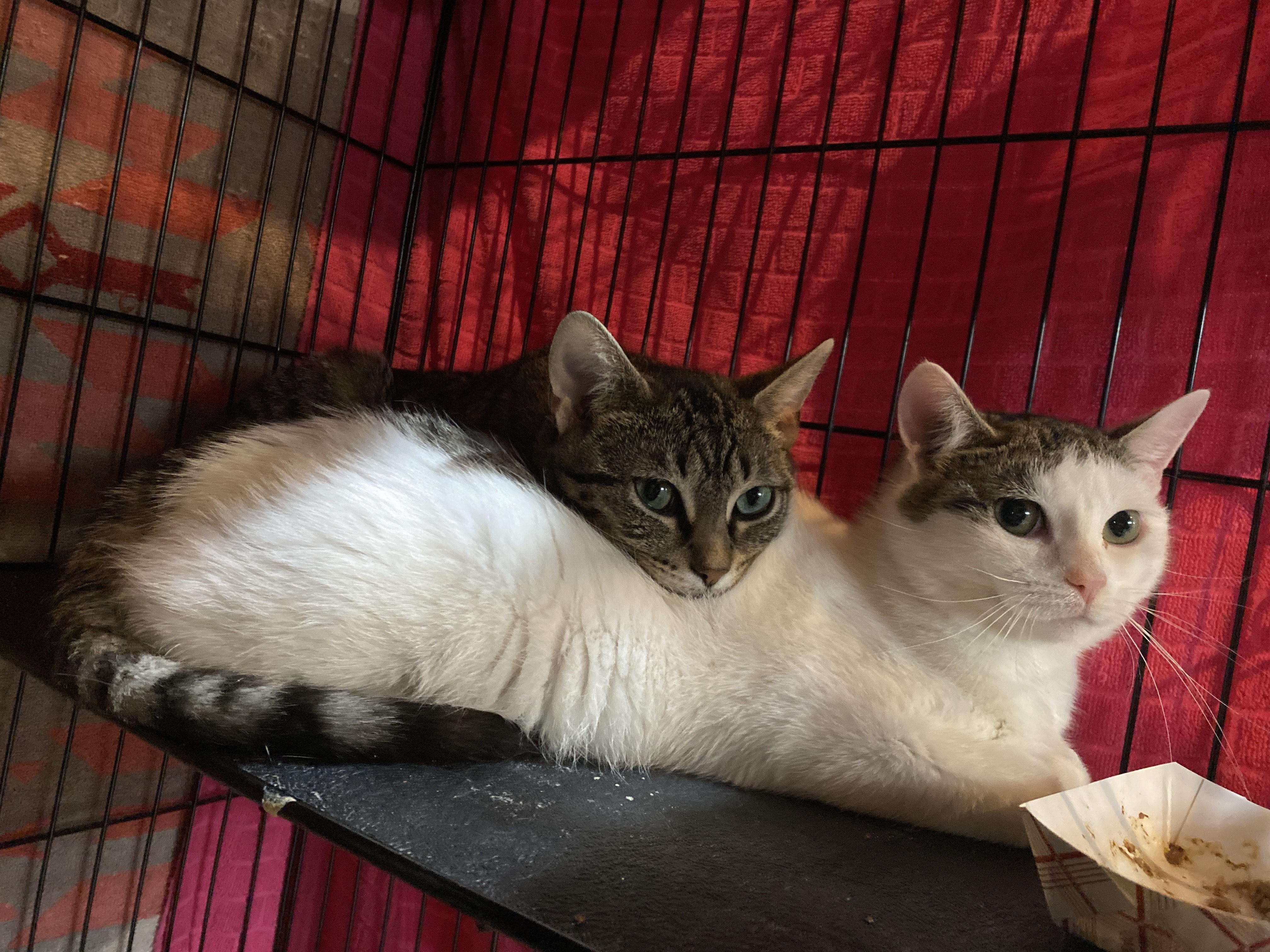 Phoebe and Roxxi, a Adoptable Domestic Short Hair in Salisbury, MA image 1/5