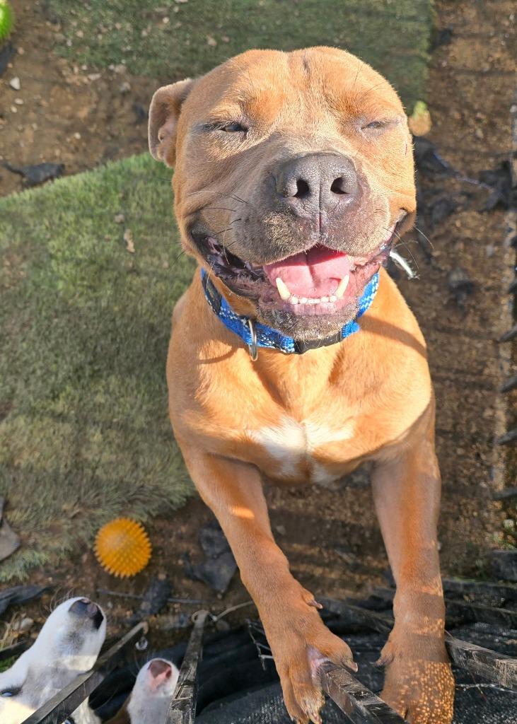 Enlarge Sal, a Adoptable Pit Bull Terrier in Tehachapi, CA image 1/2