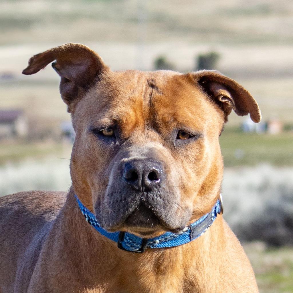 Enlarge Sal, a Adoptable Pit Bull Terrier in Tehachapi, CA image 2/2
