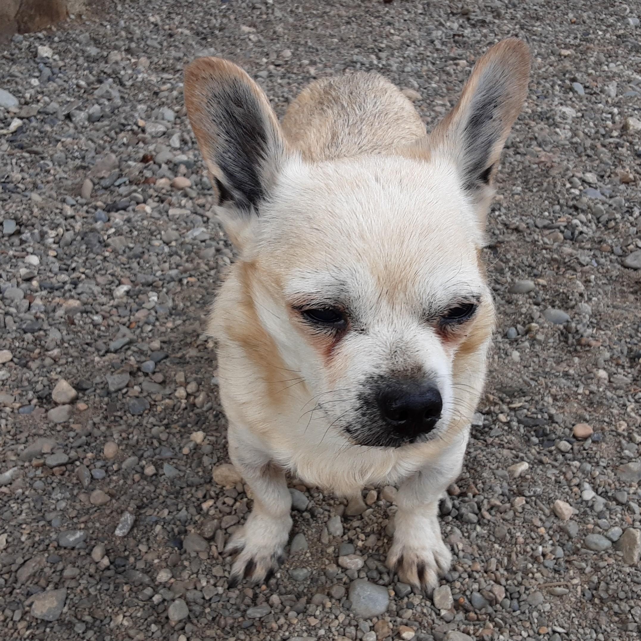 Milo, a Adoptable mixed breed in Oroville, WA image 3/3