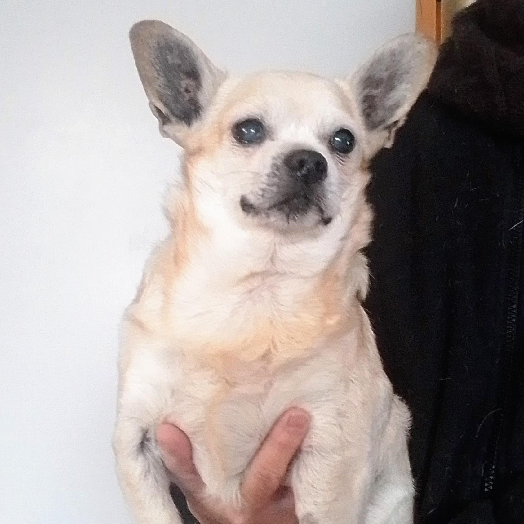 Milo, a Adoptable mixed breed in Oroville, WA image 2/3