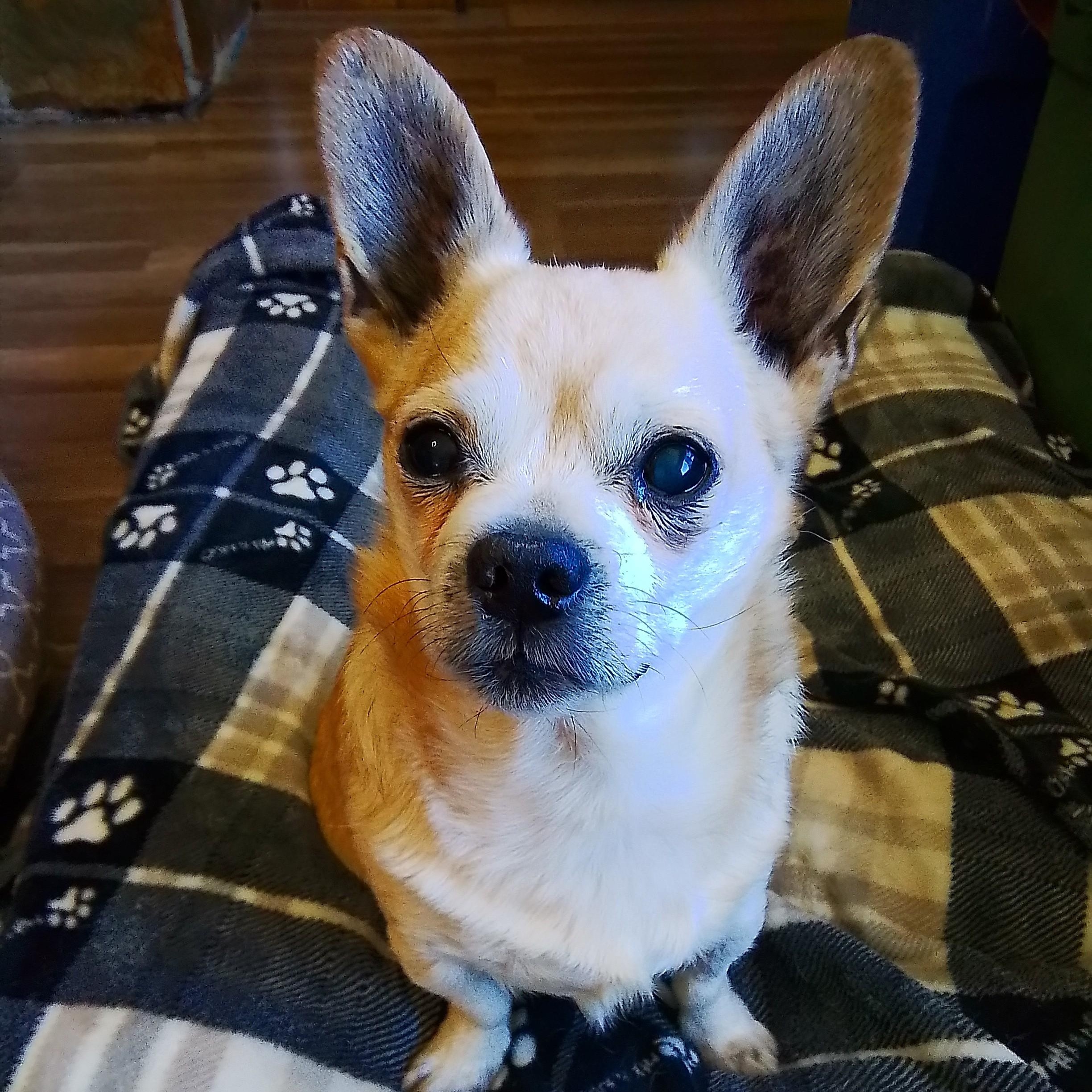 Milo, a Adoptable mixed breed in Oroville, WA image 1/3