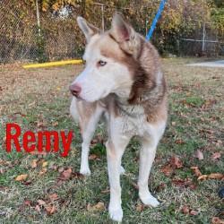 Remy