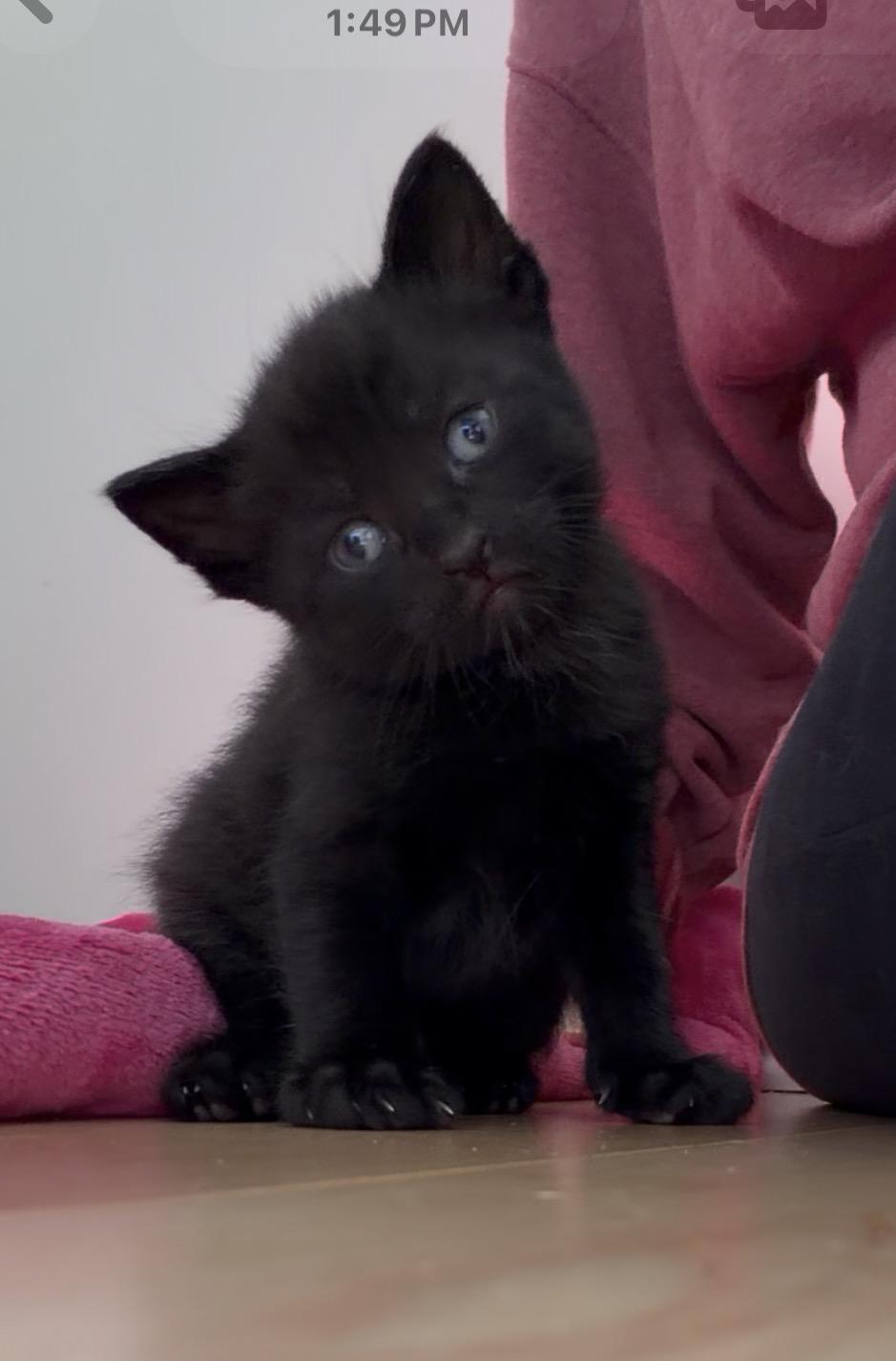 Bob the Cat, adopted, Kitten Male Domestic Short Hair.