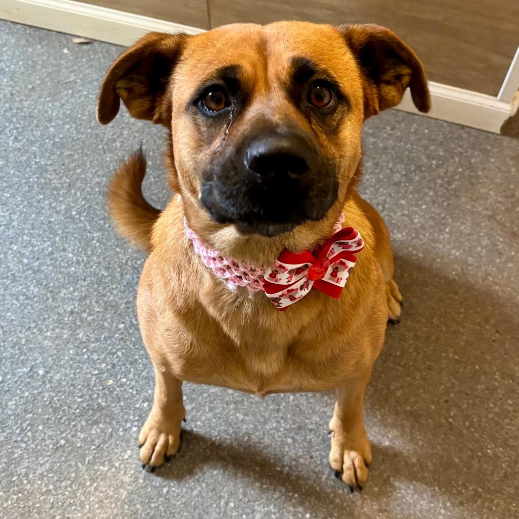 Browny, Adoptable, Adult Female Mixed Breed & Black Mouth Cur.
