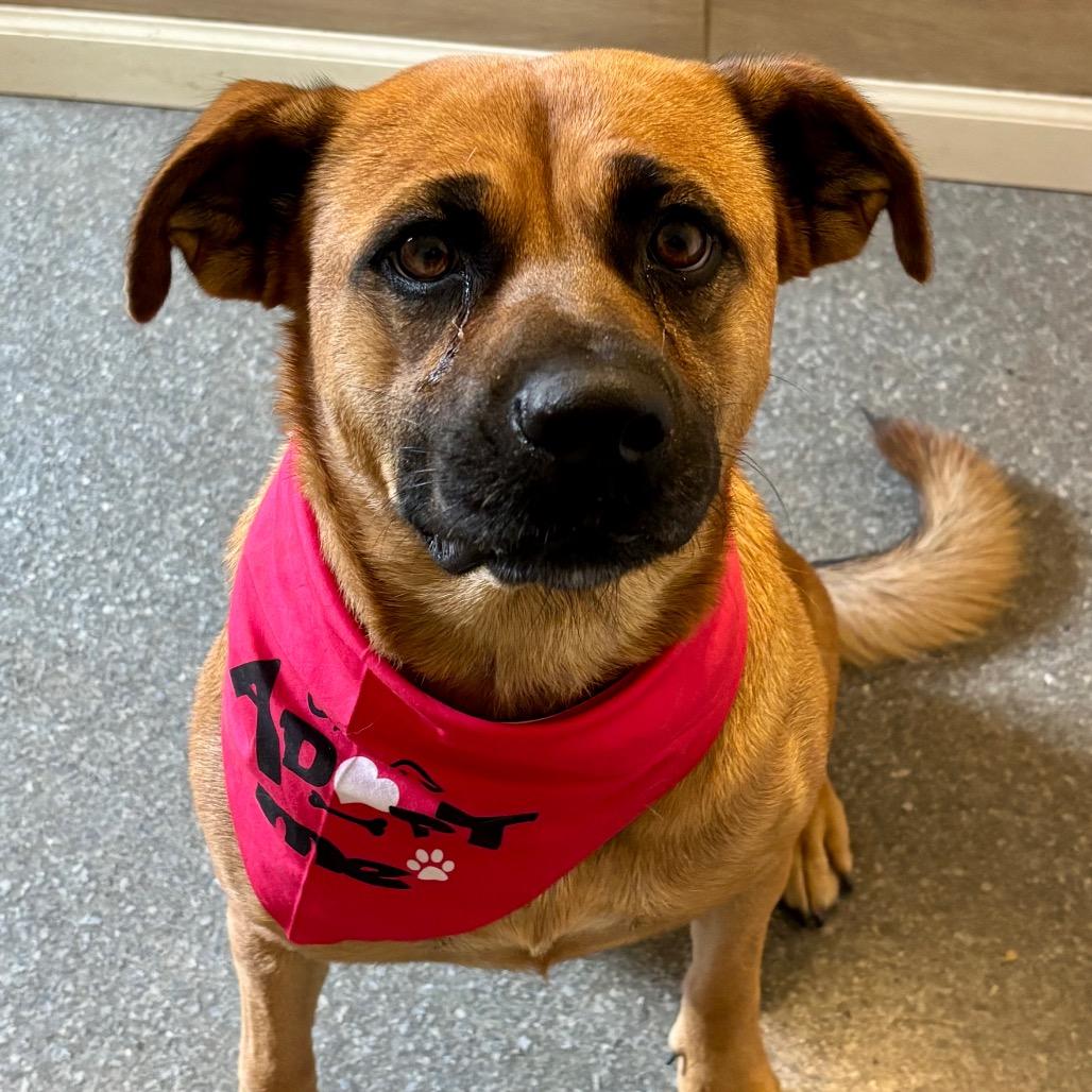 Enlarge Browny, a Adoptable mixed breed in Metamora, MI image 2/6
