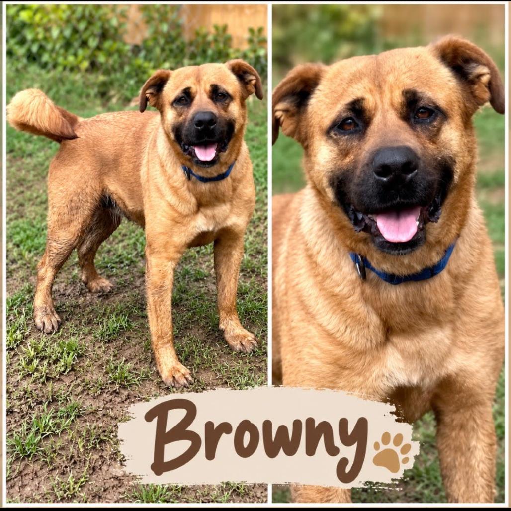 Enlarge Browny, a Adoptable mixed breed in Metamora, MI image 3/6