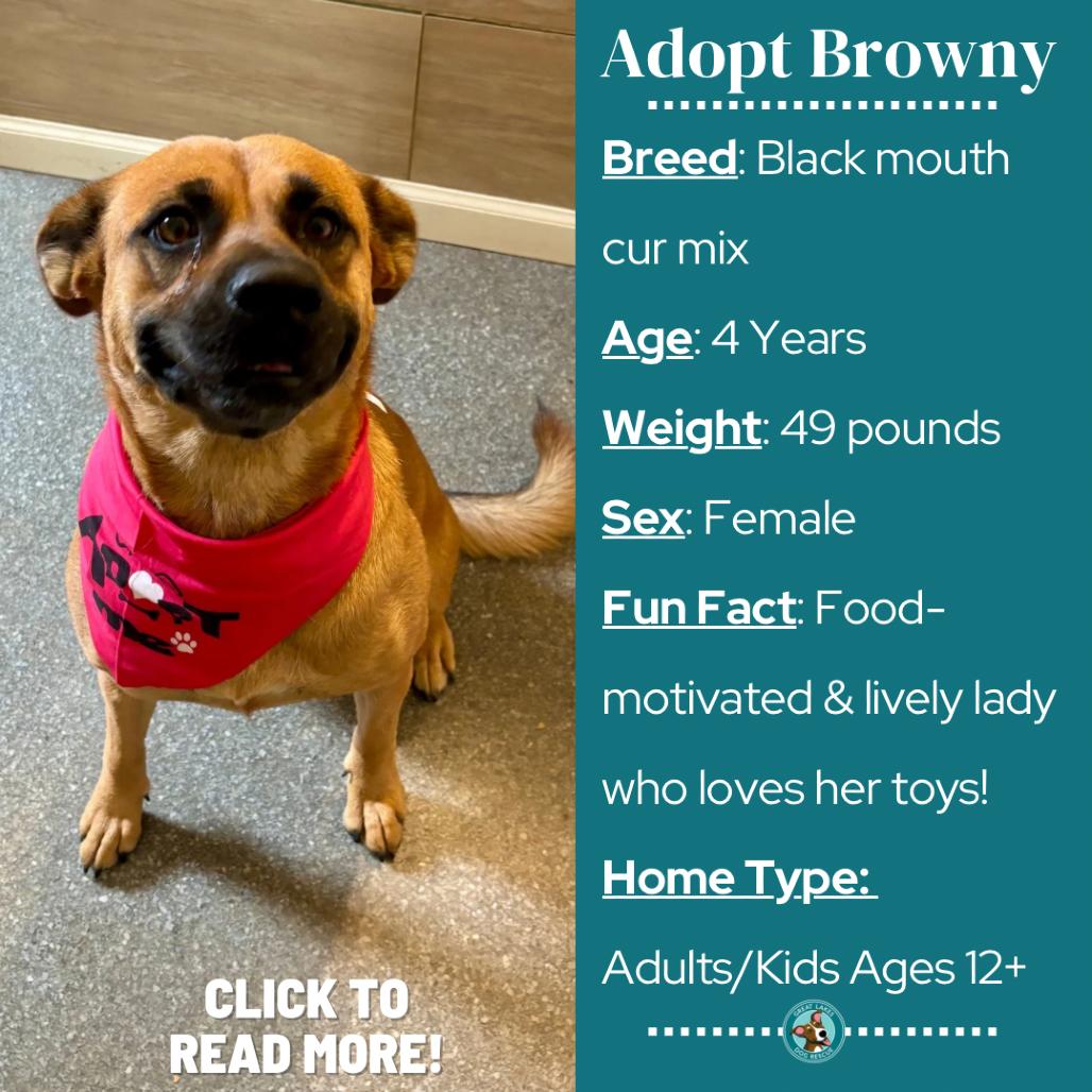 Enlarge Browny, a Adoptable mixed breed in Metamora, MI image 4/6