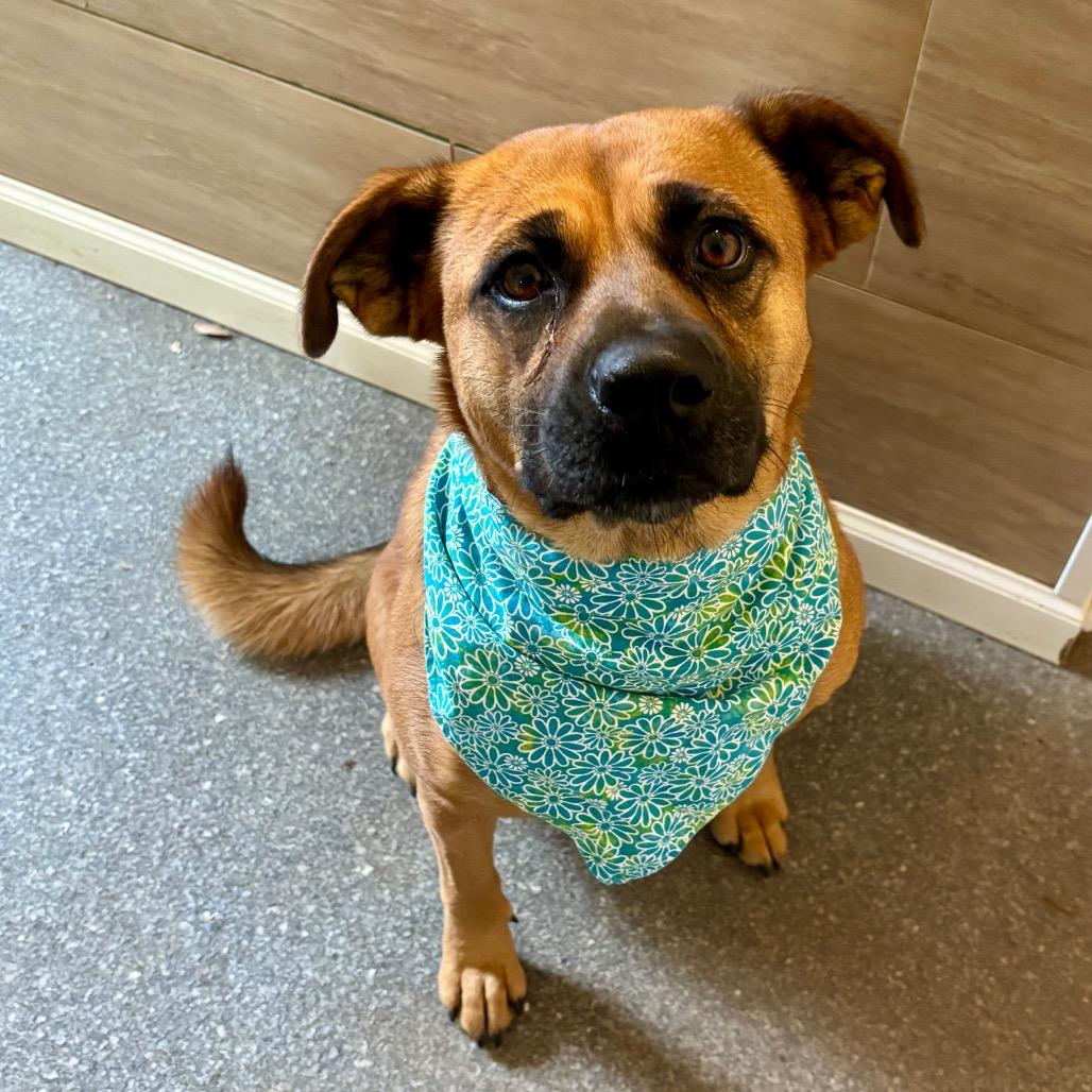 Enlarge Browny, a Adoptable mixed breed in Metamora, MI image 5/6