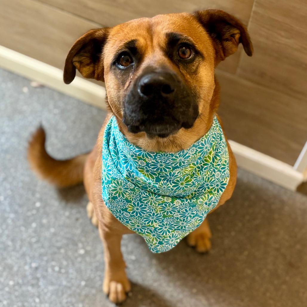 Enlarge Browny, a Adoptable mixed breed in Metamora, MI image 6/6