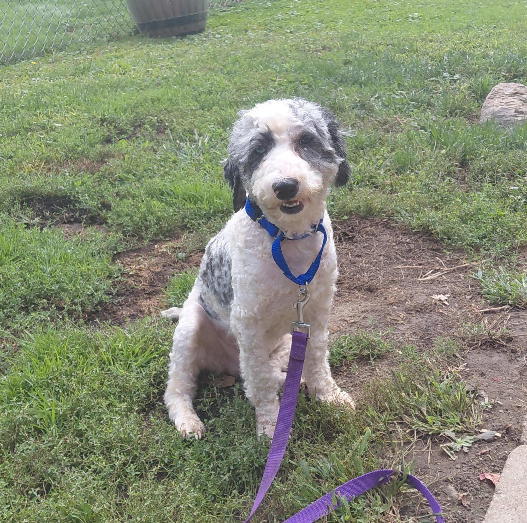Enlarge Murphy, an adopted Poodle in Schenectady, NY image 1/1