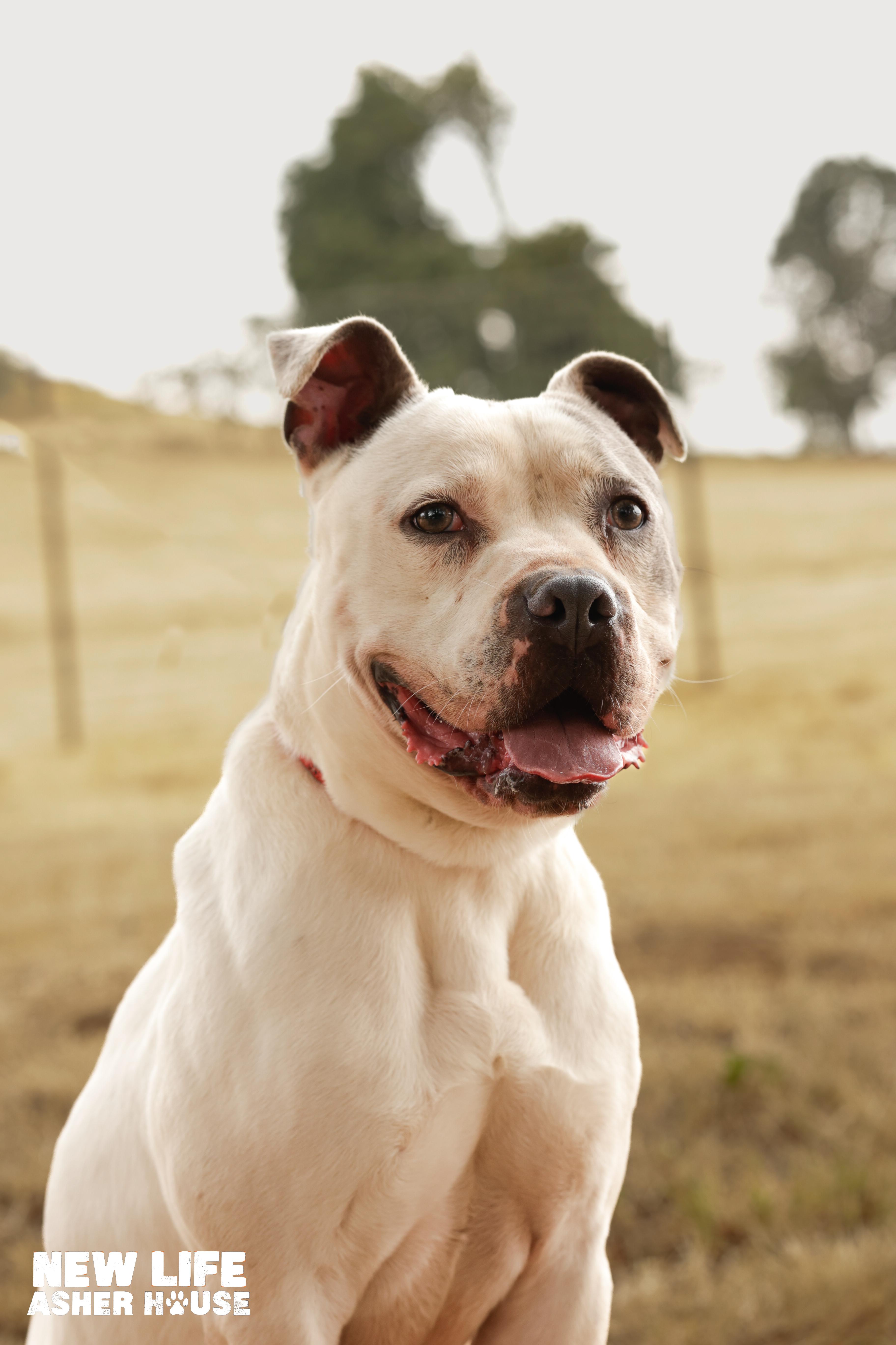 Lucky, a Adoptable Pit Bull Terrier in Portland, OR image 3/6