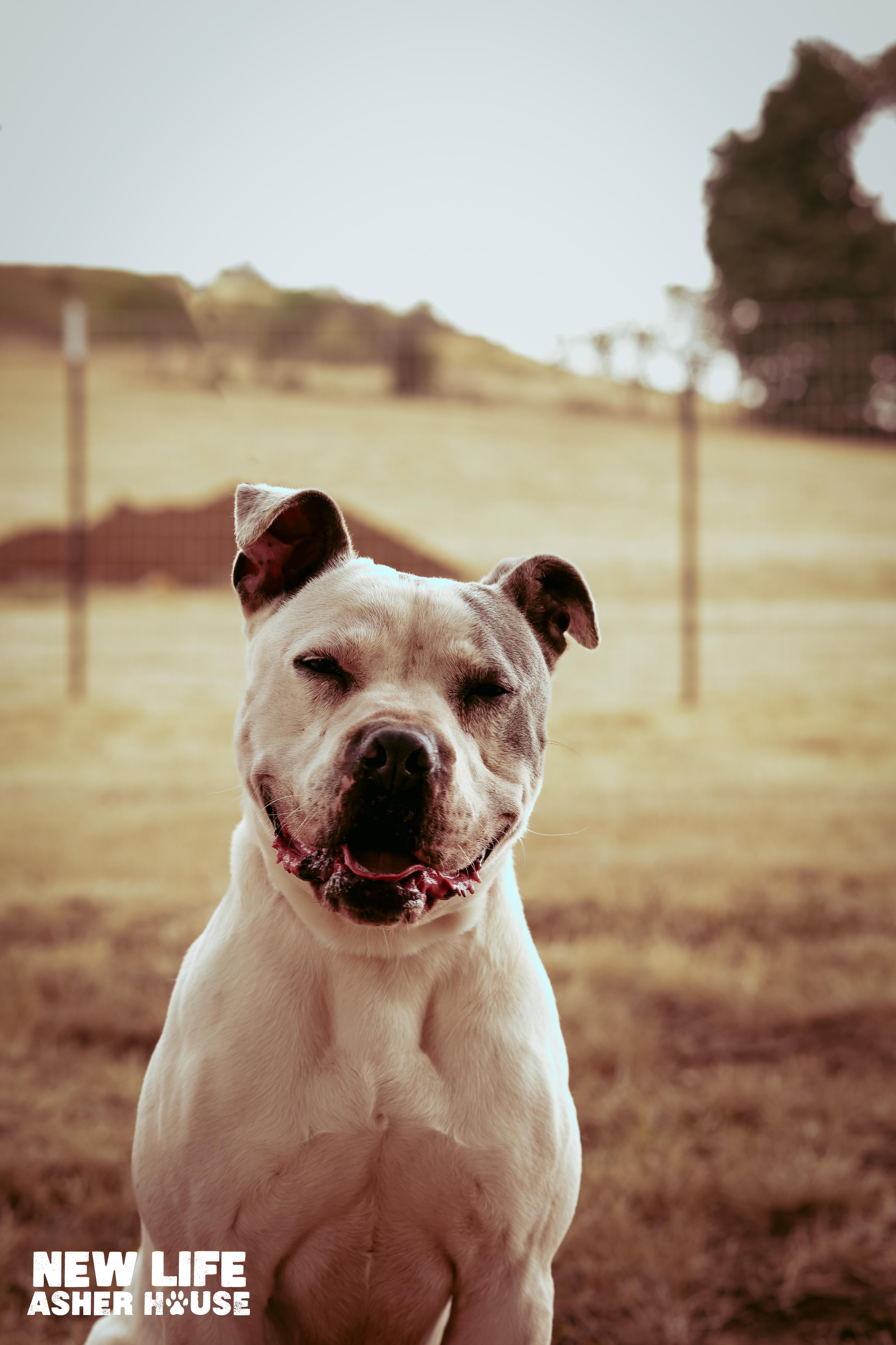 Lucky, a Adoptable Pit Bull Terrier in Portland, OR image 5/6