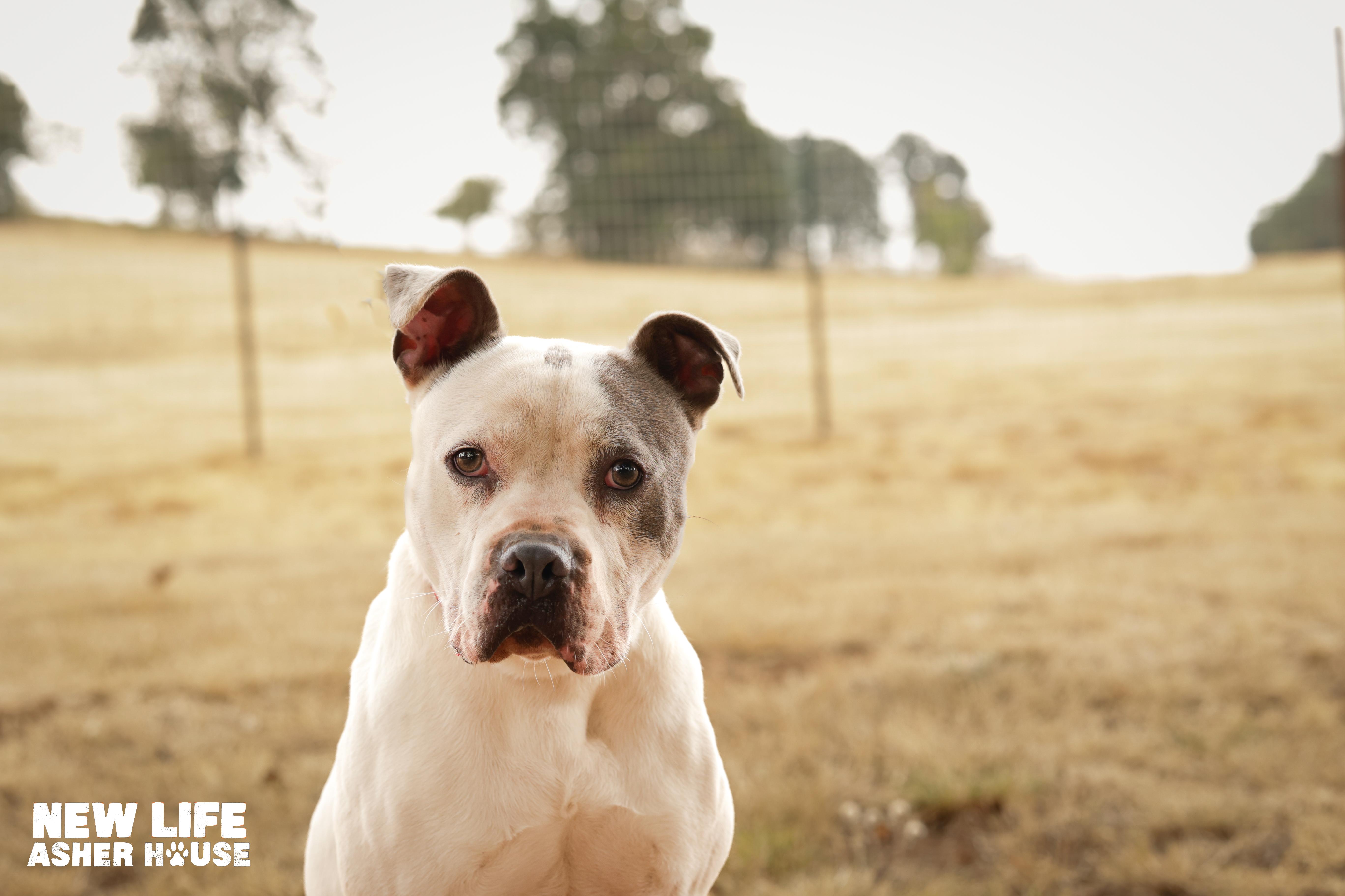 Lucky, a Adoptable Pit Bull Terrier in Portland, OR image 4/6