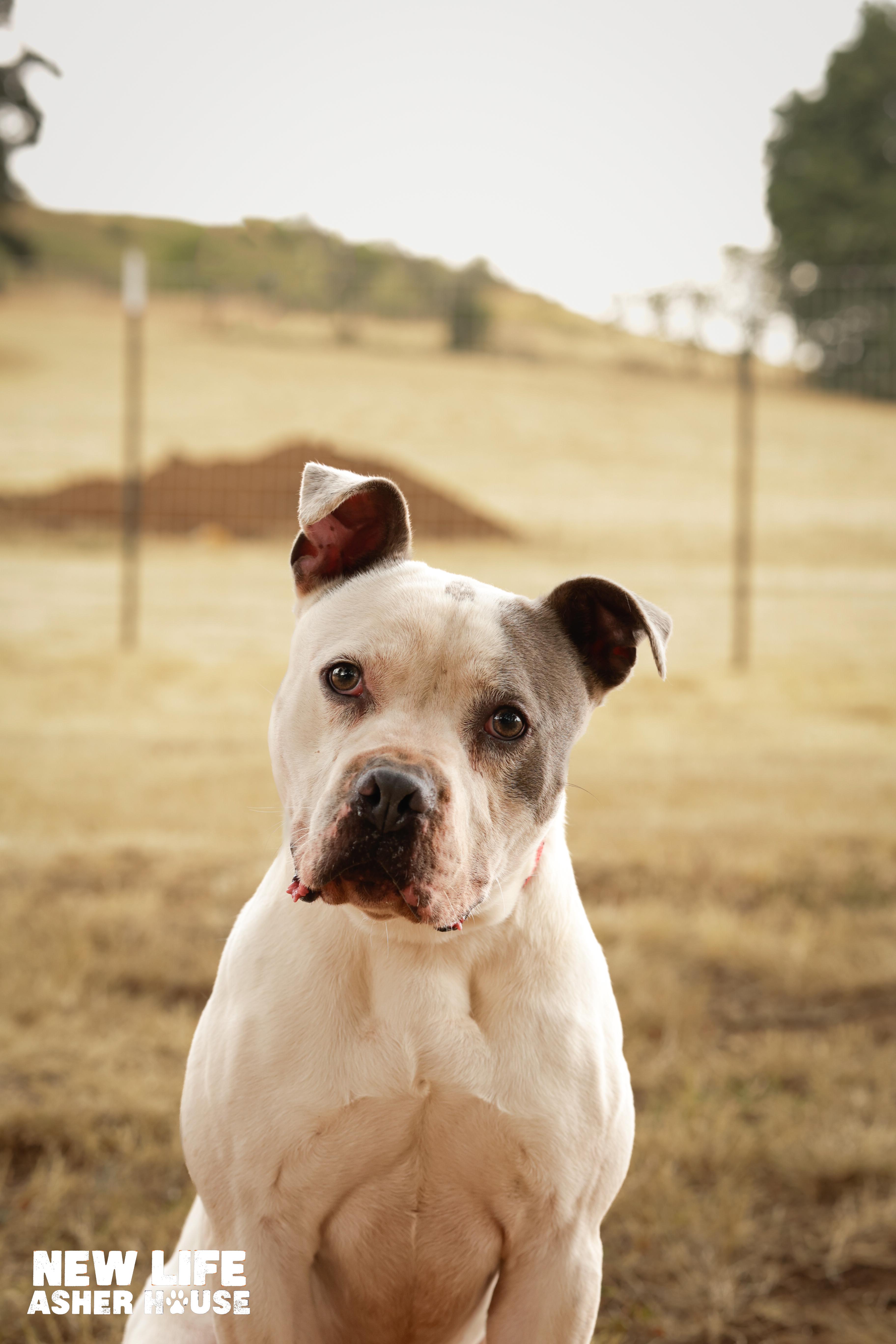 Lucky, Adoptable, Adult Male Pit Bull Terrier.