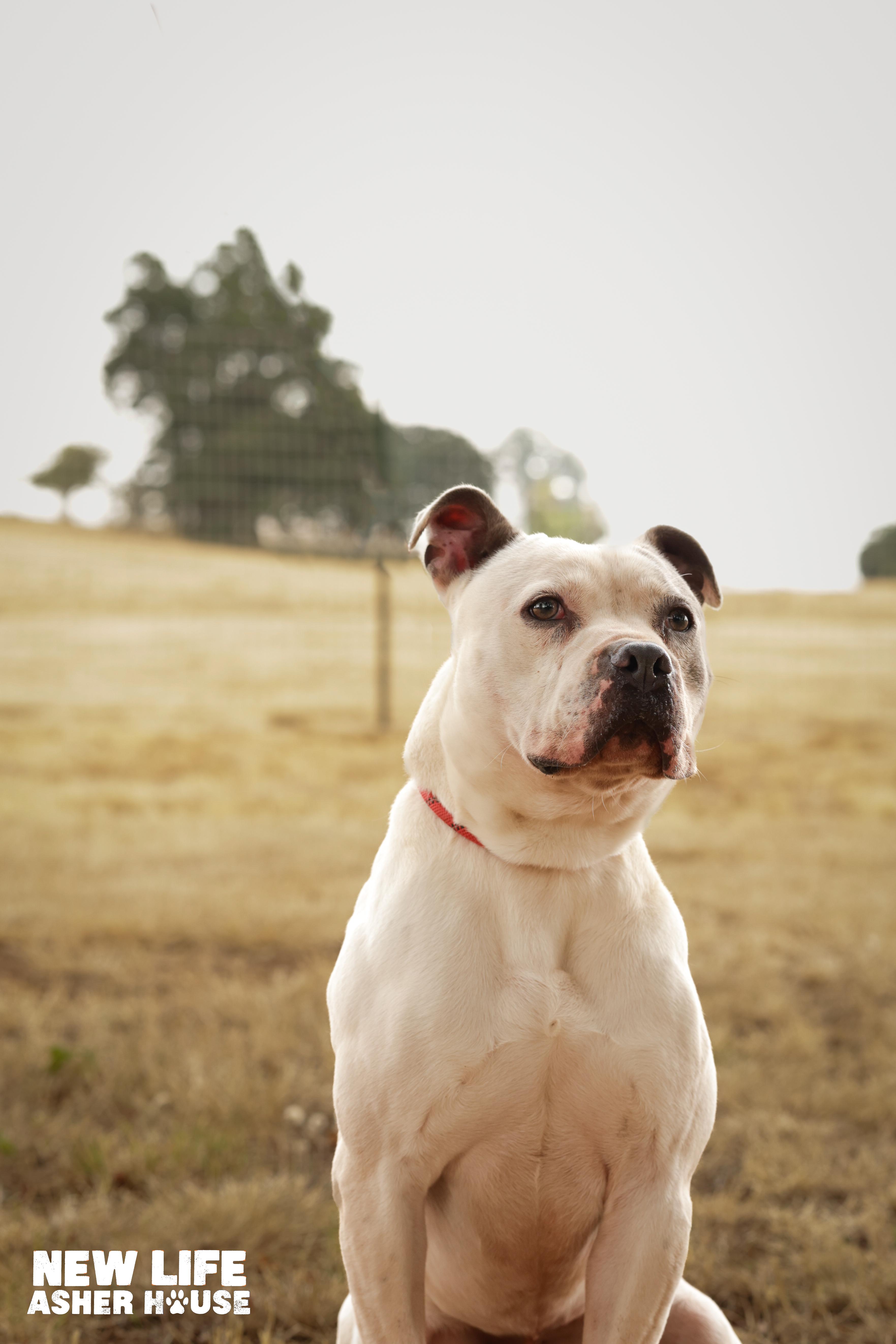 Lucky, a Adoptable Pit Bull Terrier in Portland, OR image 2/6