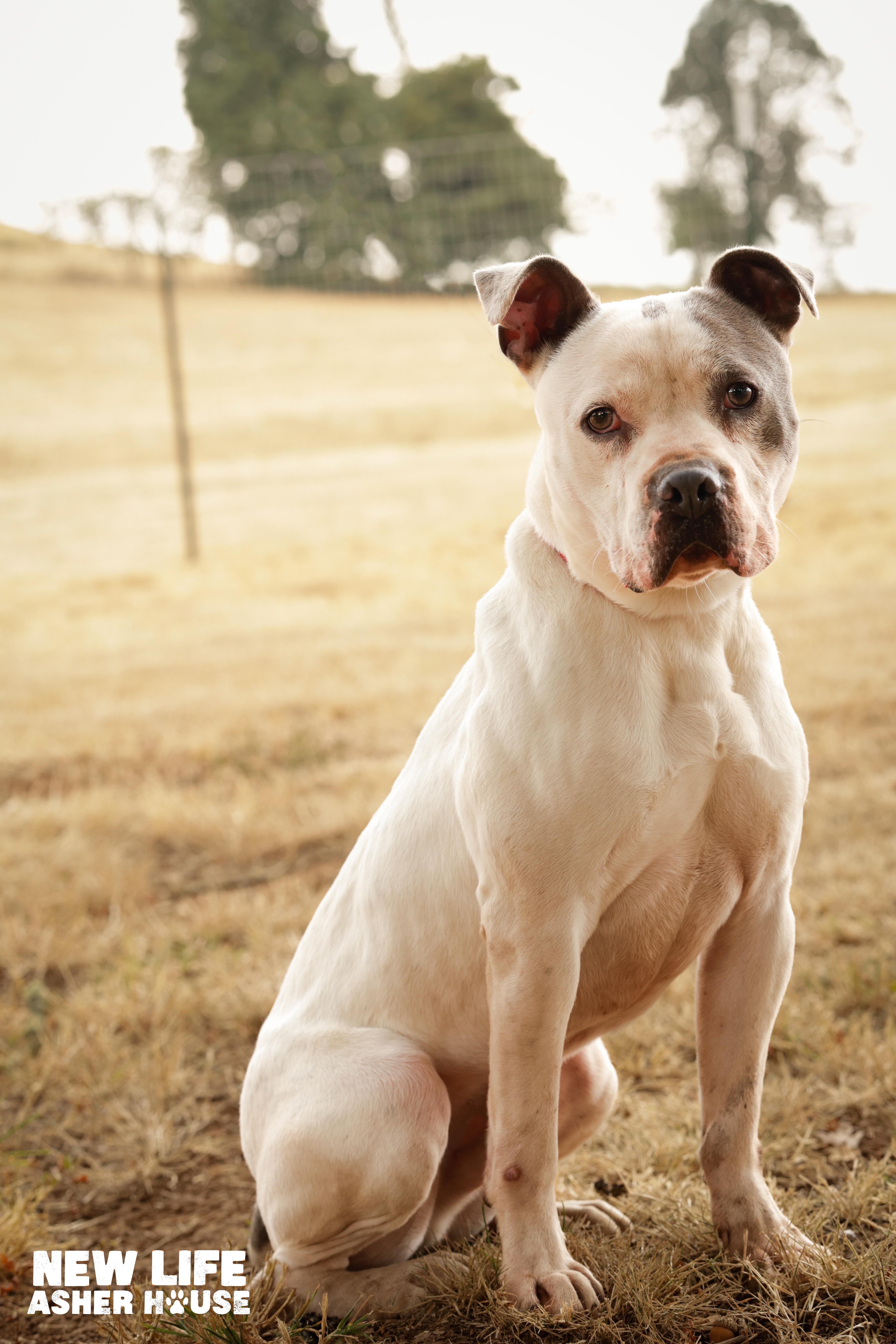 Lucky, a Adoptable Pit Bull Terrier in Portland, OR image 6/6