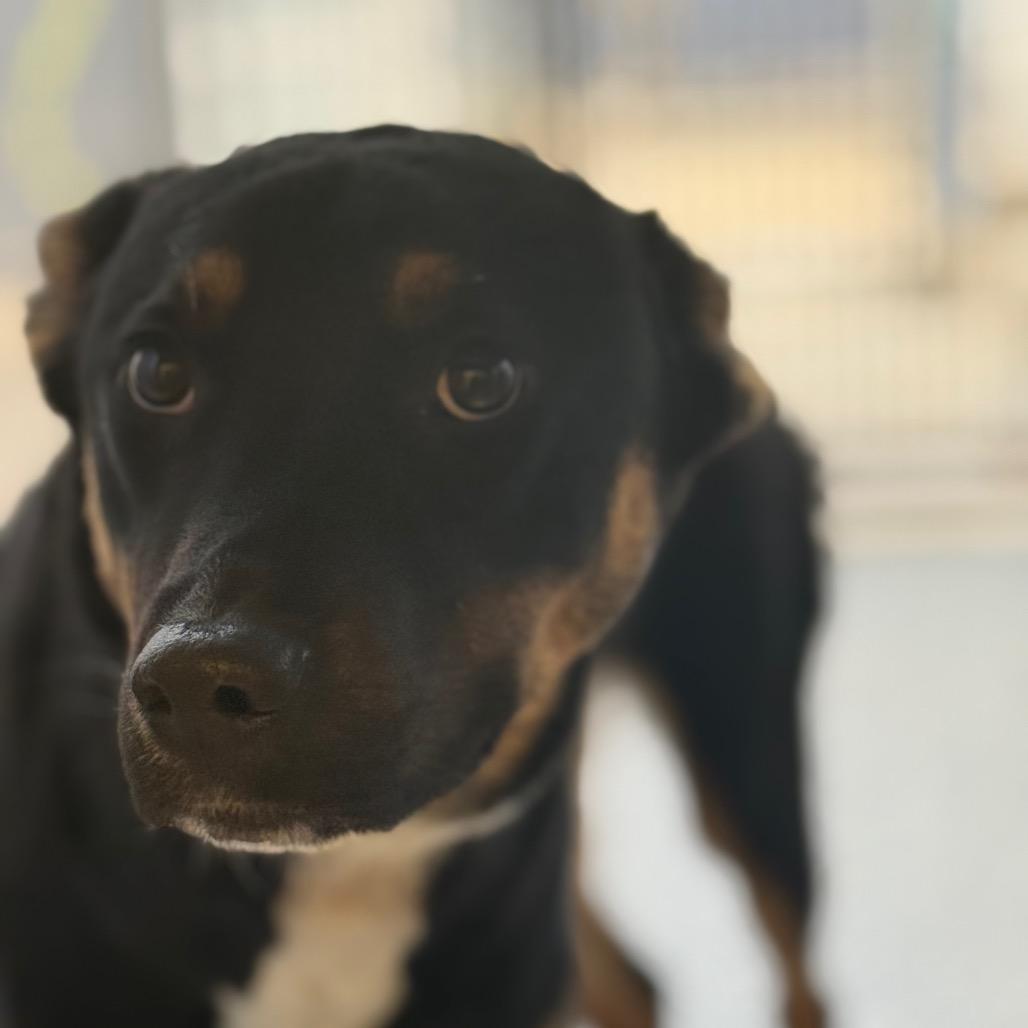 Washington, Adoptable, Young Male Mixed Breed.