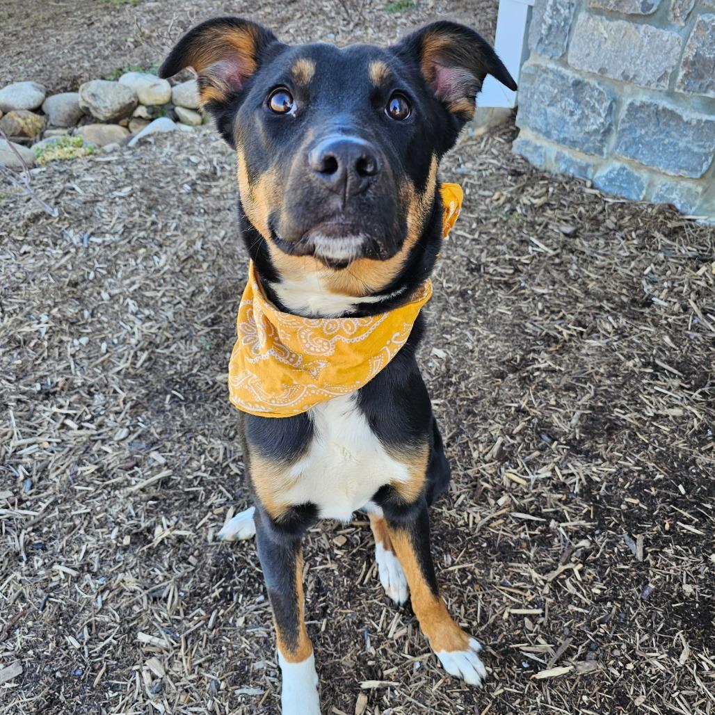 Enlarge Washington, a Adoptable mixed breed in Madisonville, TN image 2/6