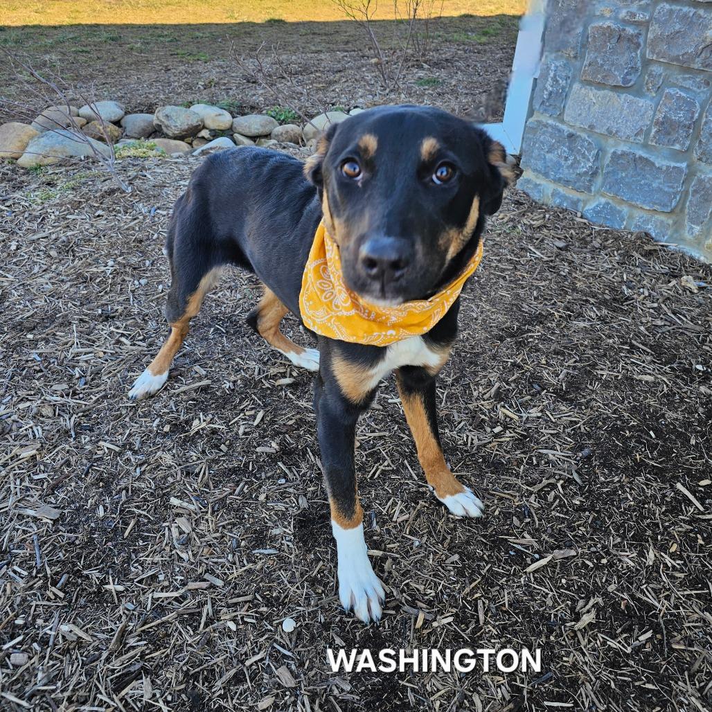 Enlarge Washington, a Adoptable mixed breed in Madisonville, TN image 3/6