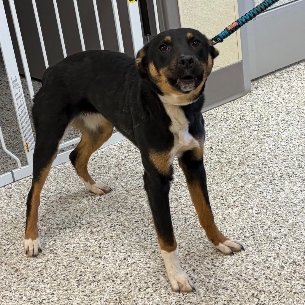 Enlarge Washington, a Adoptable mixed breed in Madisonville, TN image 4/6