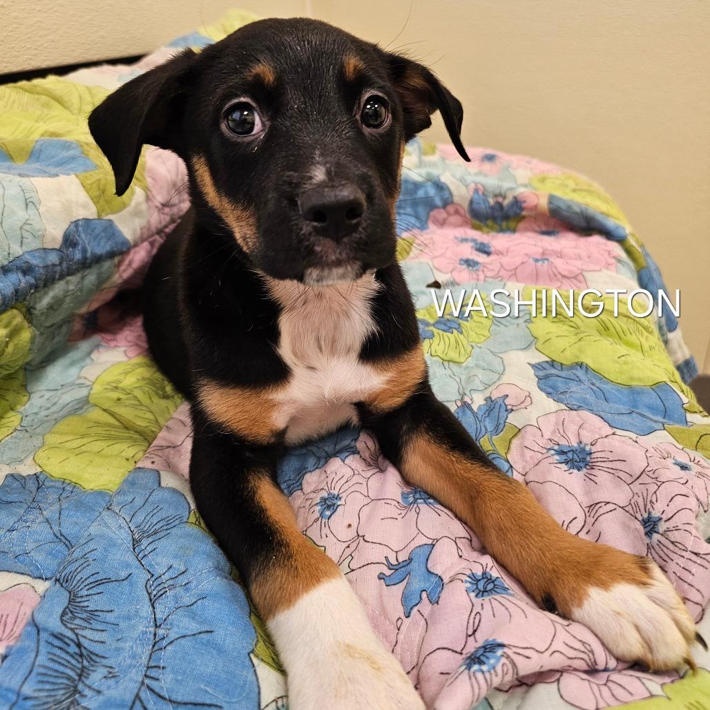Enlarge Washington, a Adoptable mixed breed in Madisonville, TN image 5/6