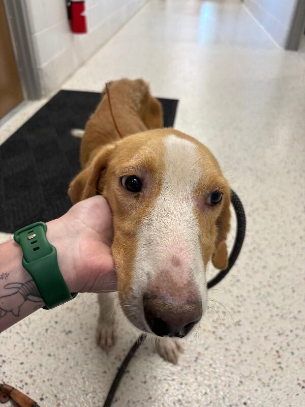 Arnold, Adoptable, Adult Male Hound.