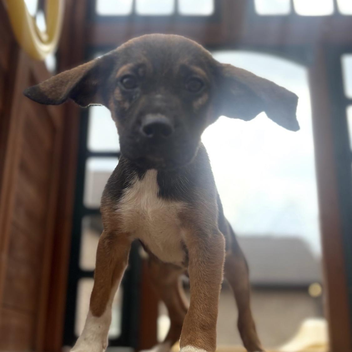 Enlarge Vader, a Adoptable mixed breed in Warrior, AL image 6/6