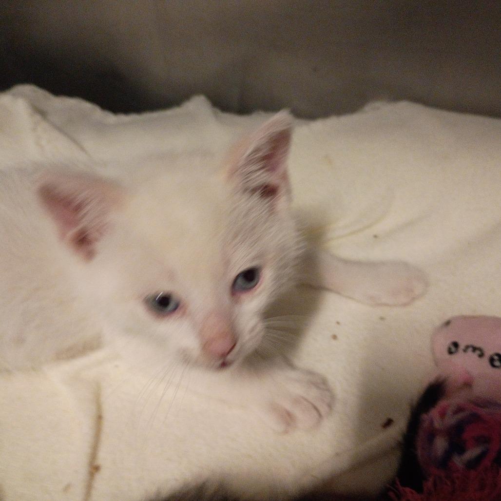 Olaf, Adoptable, Kitten Male Siamese & Domestic Short Hair.