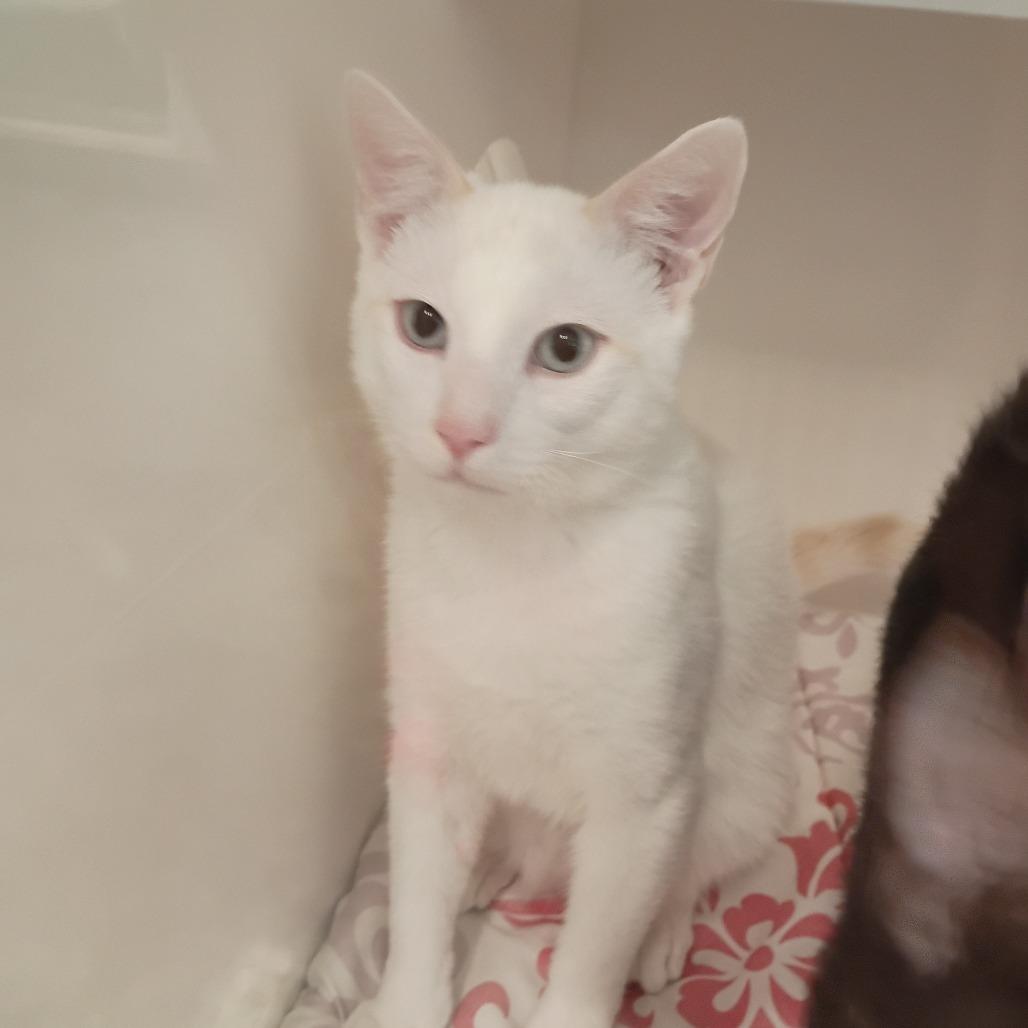Enlarge Olaf, a Adoptable mixed breed in Show Low, AZ image 2/2