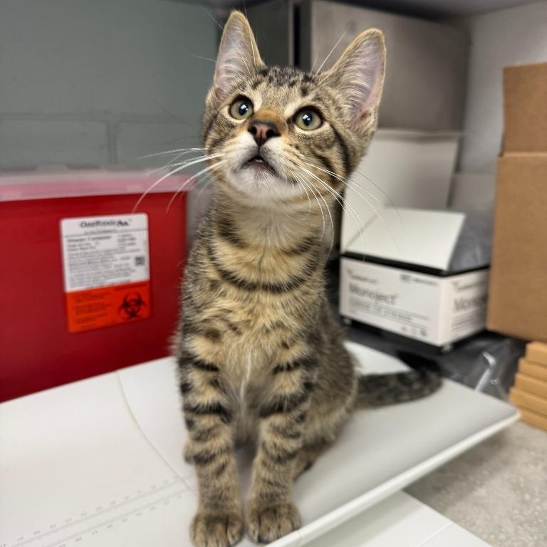 Toast, Adoptable, Kitten Male Domestic Short Hair.
