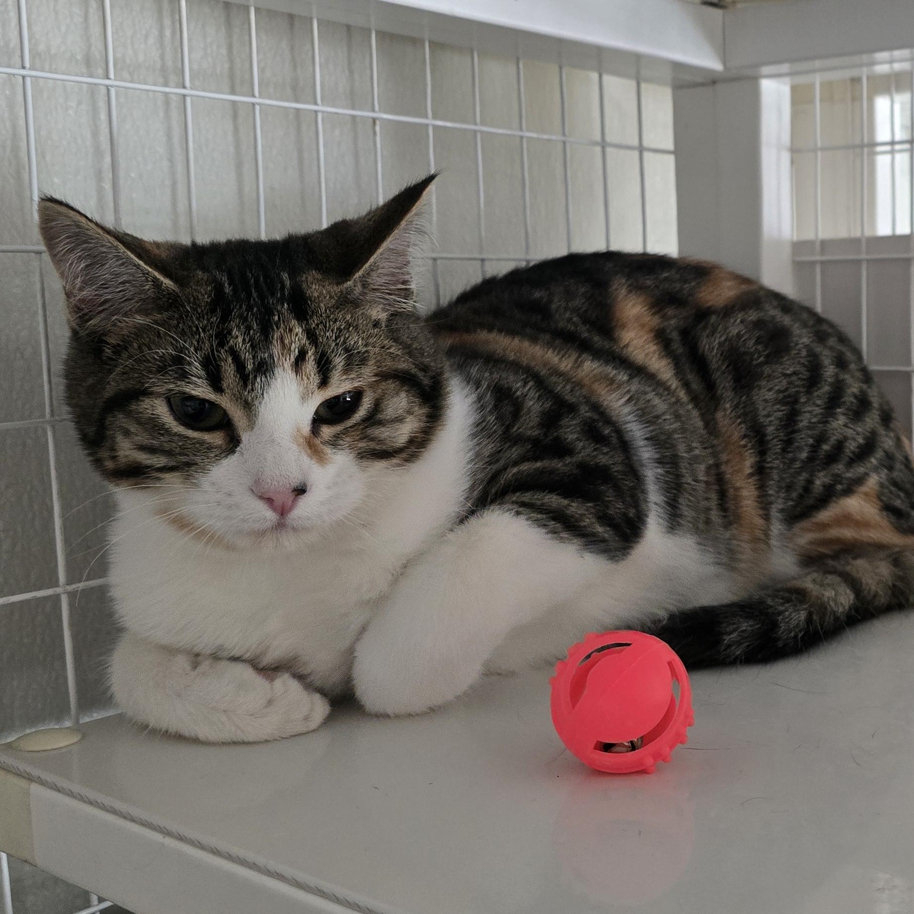 Enlarge Kevin, an adopted Domestic Short Hair in Gunnison, CO image 1/1