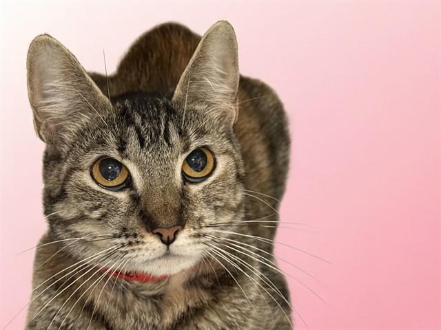 KALI, Adoptable, Adult Female Domestic Short Hair.